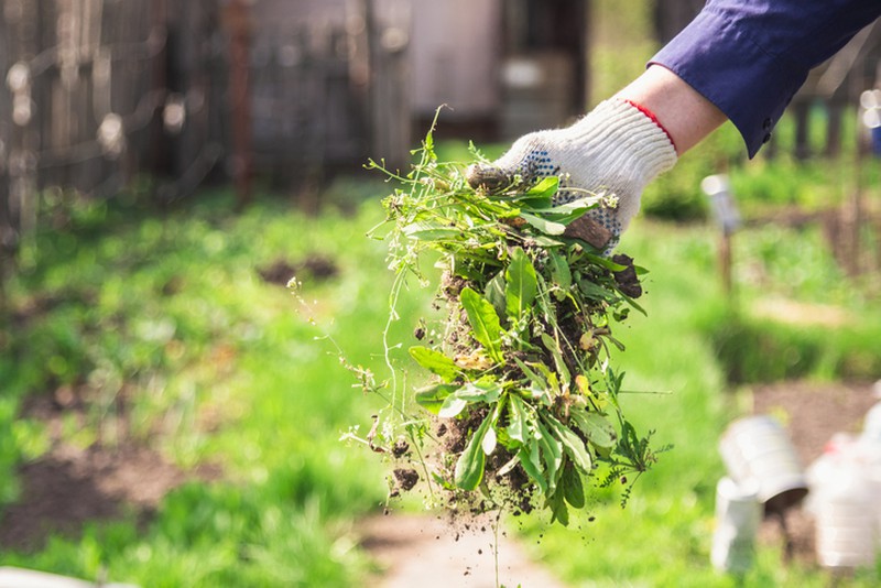 How to fight weeds