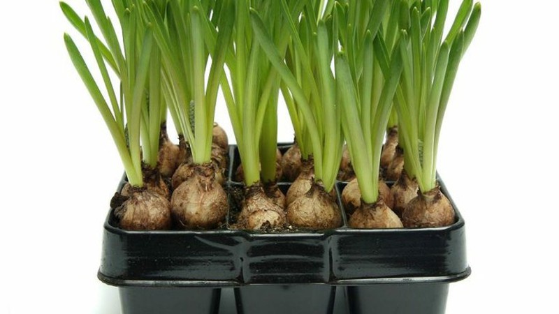 Growing bulbs