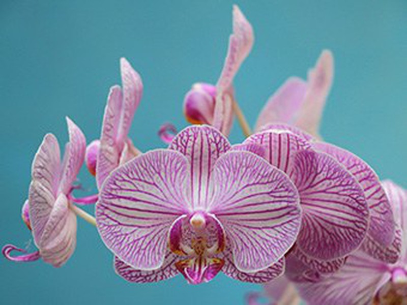 Everything you need to know about orchids to grow healthy and strong