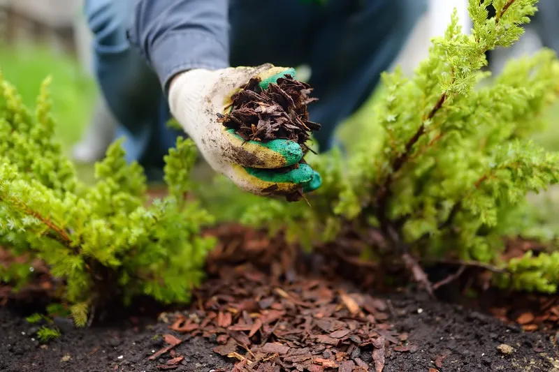 Vad är mulching? Upptäck tekniken för att skära och befrukta din gräsmatta samtidigt