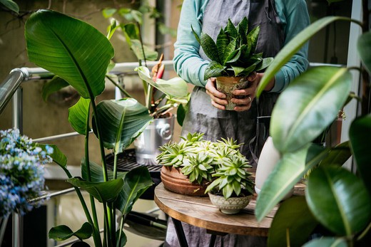 10 trend plants for 2022