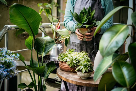 10 plantes tendances pour 2022