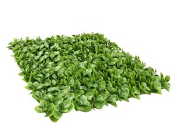 buxus verticaal tuinpakket 50x50cm: 4u