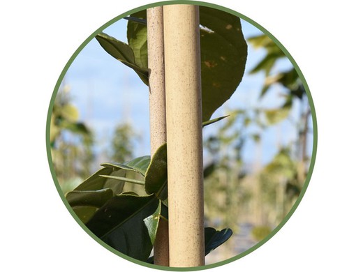 naturliga bambupålar (olika åtgärder)